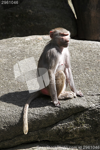 Image of Baboon sitting on a rock