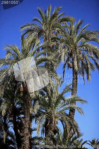 Image of Jardin Majorelle