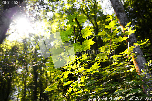 Image of Forest in autumn