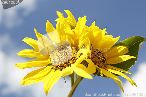 Image of Beautiful yellow sunflowers in a blue sky