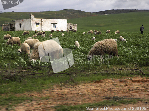 Image of Flock of sheep in Ifrane