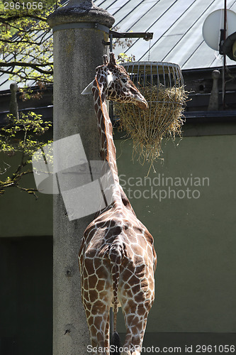 Image of Giraffe at the zoo