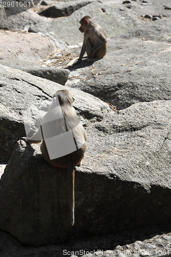 Image of Two baboons sitting on a rock