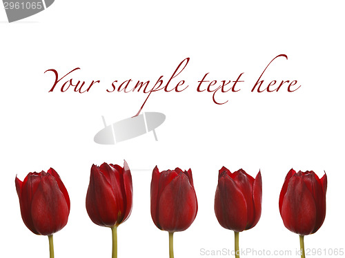 Image of Tulips in red