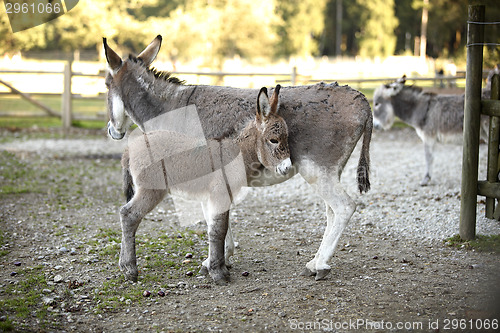 Image of Donkey family