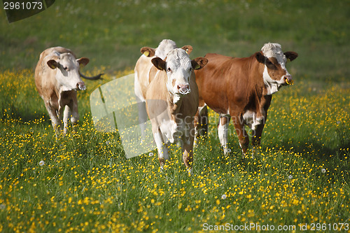 Image of Herd of cows