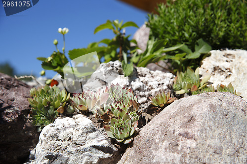 Image of Mountain plants