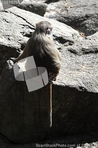 Image of Baboon sitting on a rock