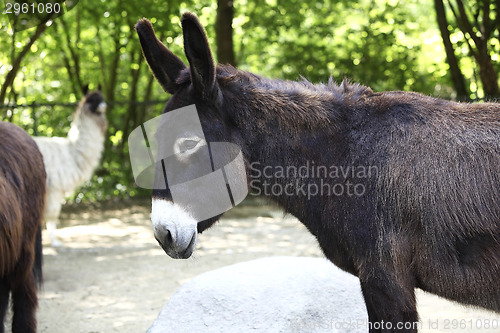 Image of Portrait of a donkey