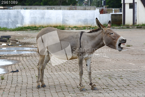 Image of Portrait of a tired african donkey