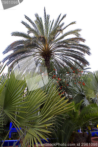 Image of Jardin Majorelle