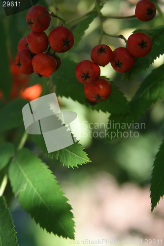 Image of Ashberries