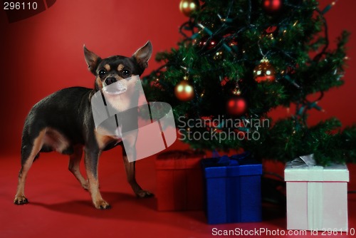 Image of Chihuahua with Christmas tree