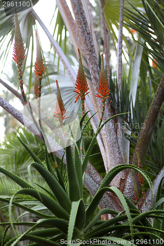 Image of Aloe Vera flower