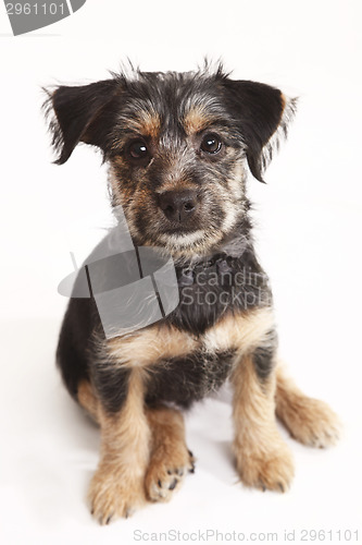 Image of Young Terrier Mix
