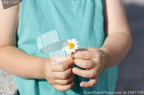 Image of Small girl holds beautiful daisy in her hand