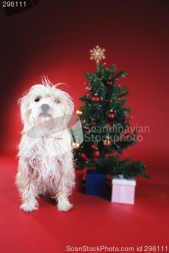 Image of Dog next to Christmas tree