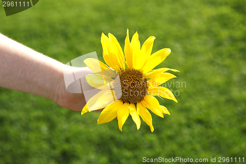 Image of Small girl holds beautiful sunflower