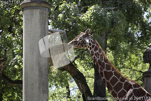 Image of Giraffe at the zoo