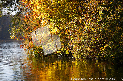 Image of Autumn forest
