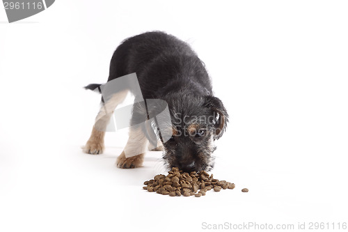 Image of Young Terrier Mix eats dog food