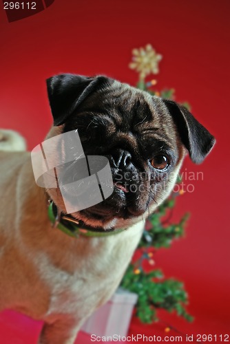 Image of Pug in front of a Christmas tree