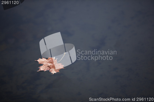 Image of Autumn forest