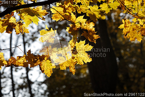 Image of Autumn forest