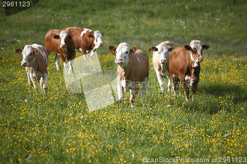 Image of Herd of cows