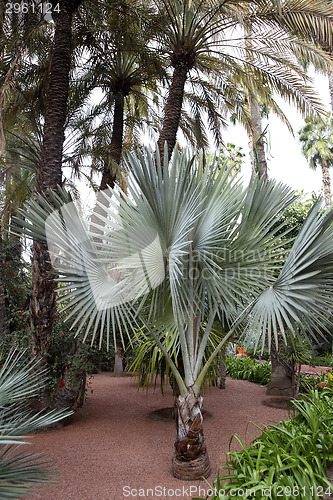 Image of Jardin Majorelle