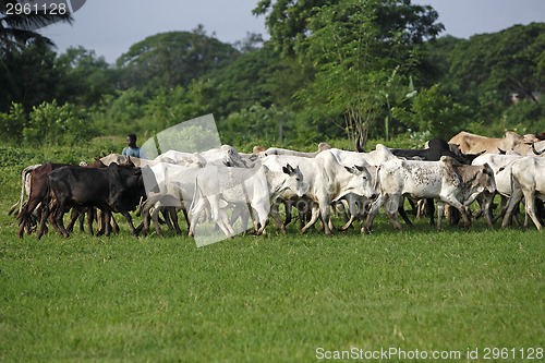 Image of Afrikan cattle between green palms