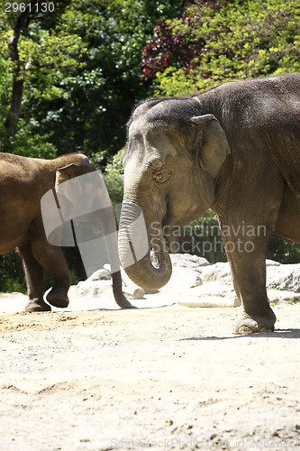 Image of Two elephants in the zoo