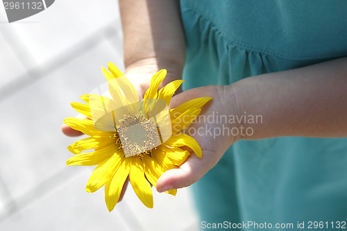 Image of Small girl holds beautiful sunflower in her hands