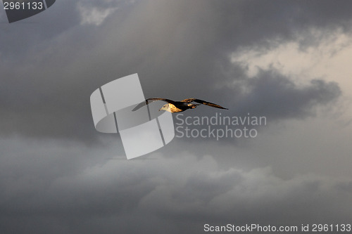 Image of Seagull flying in the sky