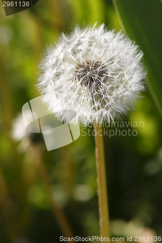Image of Dandelion