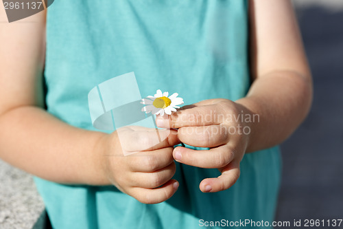 Image of Small girl holds beautiful daisy in her hand