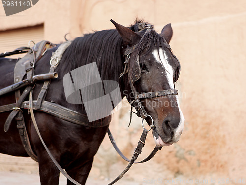 Image of Portrait of a brown horse with cart