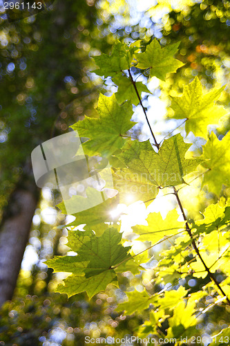 Image of Forest in autumn