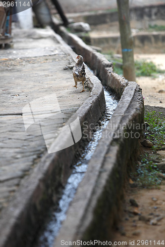 Image of Chicken in an african backyard