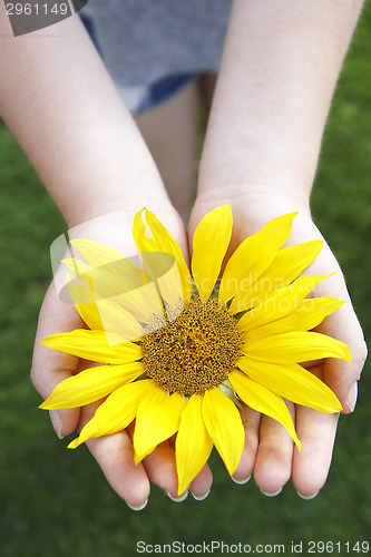 Image of Small girl holds beautiful sunflower