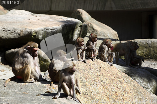 Image of Baboon family