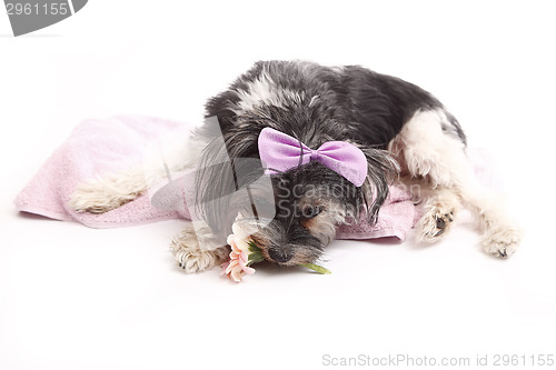 Image of Young Terrier Mix lying on the blanket