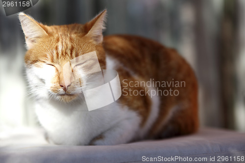 Image of Red cat sleeping on a terrace