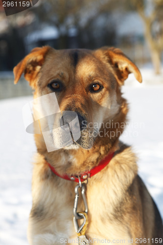 Image of Shepherd dog in snow