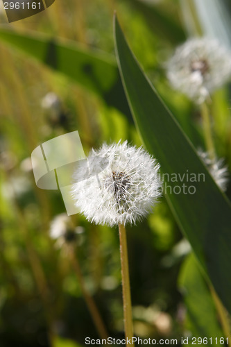 Image of Dandelion