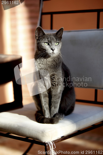 Image of Carthusian cat in the sun