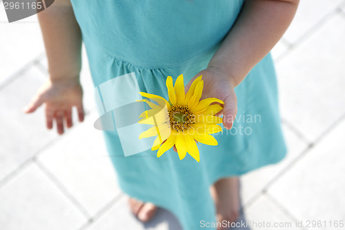 Image of Small girl holds beautiful sunflower in her hands