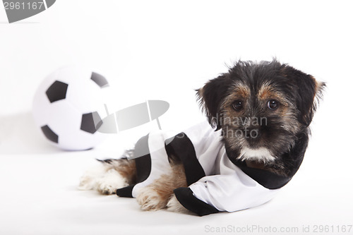 Image of Puppy with Germany jersey