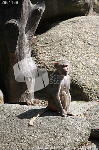 Image of Baboon sitting on a rock