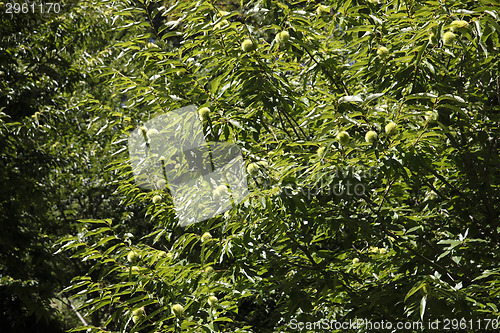 Image of Chestnuts on the tree